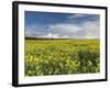 A Beautiful Spring View Showing a Rape Field Near Morston, Norfolk, England-Jon Gibbs-Framed Photographic Print