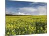 A Beautiful Spring View Showing a Rape Field Near Morston, Norfolk, England-Jon Gibbs-Mounted Photographic Print