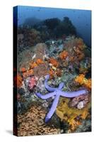 A Beautiful Starfish Lays on a Thriving Reef in Indonesia-Stocktrek Images-Stretched Canvas
