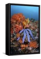 A Beautiful Starfish Lays on a Thriving Reef in Indonesia-Stocktrek Images-Framed Stretched Canvas