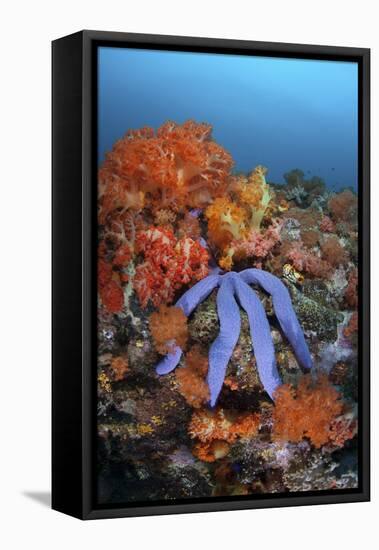 A Beautiful Starfish Lays on a Thriving Reef in Indonesia-Stocktrek Images-Framed Stretched Canvas