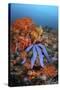 A Beautiful Starfish Lays on a Thriving Reef in Indonesia-Stocktrek Images-Stretched Canvas