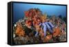 A Beautiful Starfish Lays on a Thriving Reef in Indonesia-Stocktrek Images-Framed Stretched Canvas