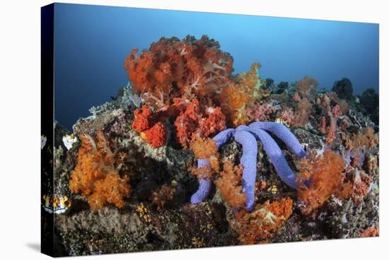 A Beautiful Starfish Lays on a Thriving Reef in Indonesia-Stocktrek Images-Stretched Canvas