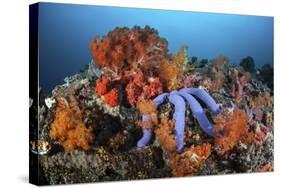 A Beautiful Starfish Lays on a Thriving Reef in Indonesia-Stocktrek Images-Stretched Canvas