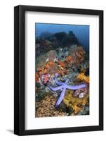 A Beautiful Starfish Lays on a Thriving Reef in Indonesia-Stocktrek Images-Framed Photographic Print