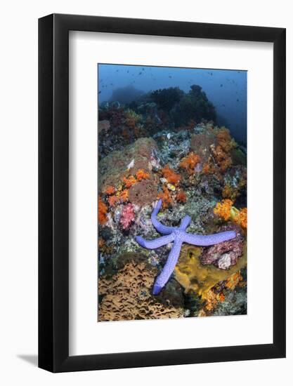 A Beautiful Starfish Lays on a Thriving Reef in Indonesia-Stocktrek Images-Framed Photographic Print