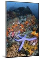 A Beautiful Starfish Lays on a Thriving Reef in Indonesia-Stocktrek Images-Mounted Photographic Print