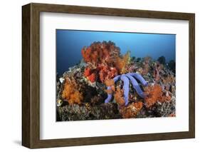 A Beautiful Starfish Lays on a Thriving Reef in Indonesia-Stocktrek Images-Framed Photographic Print