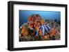 A Beautiful Starfish Lays on a Thriving Reef in Indonesia-Stocktrek Images-Framed Photographic Print