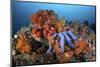 A Beautiful Starfish Lays on a Thriving Reef in Indonesia-Stocktrek Images-Mounted Photographic Print