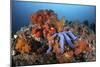 A Beautiful Starfish Lays on a Thriving Reef in Indonesia-Stocktrek Images-Mounted Photographic Print