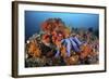 A Beautiful Starfish Lays on a Thriving Reef in Indonesia-Stocktrek Images-Framed Photographic Print