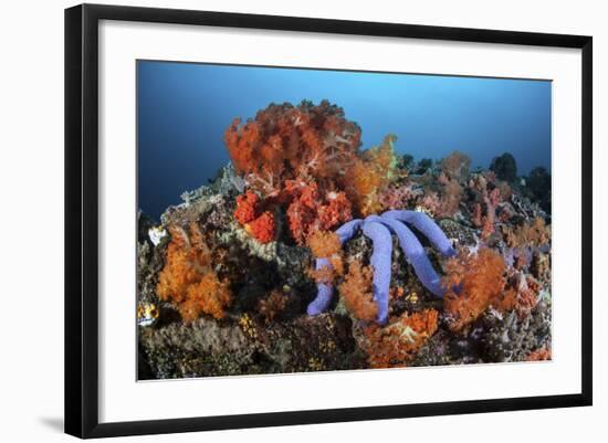 A Beautiful Starfish Lays on a Thriving Reef in Indonesia-Stocktrek Images-Framed Photographic Print