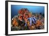 A Beautiful Starfish Lays on a Thriving Reef in Indonesia-Stocktrek Images-Framed Photographic Print