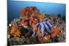 A Beautiful Starfish Lays on a Thriving Reef in Indonesia-Stocktrek Images-Mounted Photographic Print