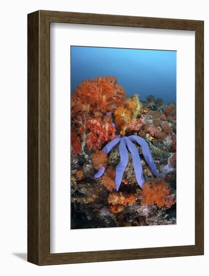 A Beautiful Starfish Lays on a Thriving Reef in Indonesia-Stocktrek Images-Framed Photographic Print