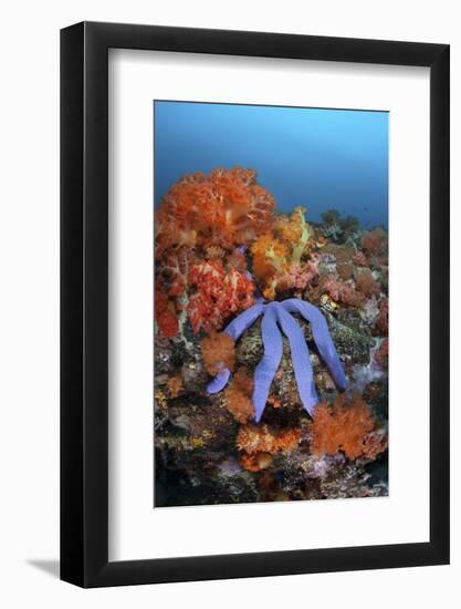 A Beautiful Starfish Lays on a Thriving Reef in Indonesia-Stocktrek Images-Framed Photographic Print
