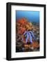 A Beautiful Starfish Lays on a Thriving Reef in Indonesia-Stocktrek Images-Framed Photographic Print