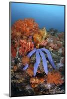 A Beautiful Starfish Lays on a Thriving Reef in Indonesia-Stocktrek Images-Mounted Photographic Print