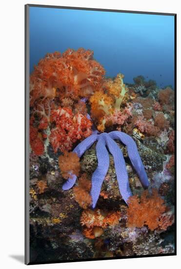 A Beautiful Starfish Lays on a Thriving Reef in Indonesia-Stocktrek Images-Mounted Photographic Print