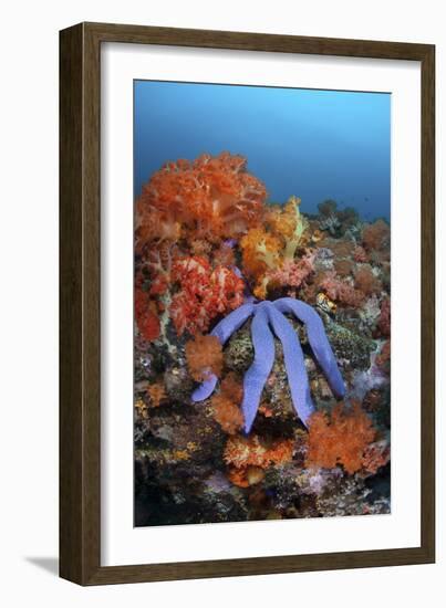 A Beautiful Starfish Lays on a Thriving Reef in Indonesia-Stocktrek Images-Framed Photographic Print