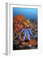 A Beautiful Starfish Lays on a Thriving Reef in Indonesia-Stocktrek Images-Framed Photographic Print