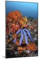 A Beautiful Starfish Lays on a Thriving Reef in Indonesia-Stocktrek Images-Mounted Photographic Print