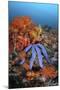 A Beautiful Starfish Lays on a Thriving Reef in Indonesia-Stocktrek Images-Mounted Photographic Print