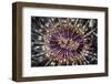 A Beautiful Tube Anemone, Lembeh Strait, Indonesia-Stocktrek Images-Framed Photographic Print