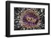 A Beautiful Tube Anemone, Lembeh Strait, Indonesia-Stocktrek Images-Framed Photographic Print