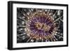 A Beautiful Tube Anemone, Lembeh Strait, Indonesia-Stocktrek Images-Framed Photographic Print