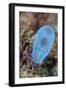 A Beautiful Tunicate Grows on a Reef in Indonesia-Stocktrek Images-Framed Photographic Print