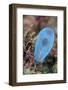 A Beautiful Tunicate Grows on a Reef in Indonesia-Stocktrek Images-Framed Photographic Print