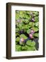 A Beautiful Water Lily Display-Seaham-Framed Photographic Print