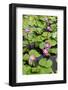 A Beautiful Water Lily Display-Seaham-Framed Photographic Print