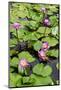 A Beautiful Water Lily Display-Seaham-Mounted Photographic Print