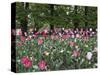 A Bed of Tulips at Luxembourg Gardens, Paris, France-William Sutton-Stretched Canvas