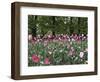 A Bed of Tulips at Luxembourg Gardens, Paris, France-William Sutton-Framed Photographic Print