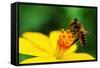 A Bee Busy Drinking Nectar From The Flower-pazham-Framed Stretched Canvas