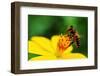 A Bee Busy Drinking Nectar From The Flower-pazham-Framed Photographic Print