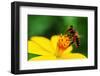 A Bee Busy Drinking Nectar From The Flower-pazham-Framed Photographic Print