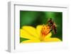 A Bee Busy Drinking Nectar From The Flower-pazham-Framed Photographic Print