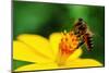 A Bee Busy Drinking Nectar From The Flower-pazham-Mounted Photographic Print