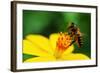 A Bee Busy Drinking Nectar From The Flower-pazham-Framed Photographic Print