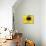 A Bee Collects Pollen from a Black-Eyed Susan-null-Stretched Canvas displayed on a wall