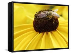 A Bee Collects Pollen from a Black-Eyed Susan-null-Framed Stretched Canvas