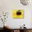 A Bee Collects Pollen from a Black-Eyed Susan-null-Stretched Canvas displayed on a wall