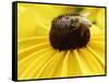 A Bee Collects Pollen from a Black-Eyed Susan-null-Framed Stretched Canvas