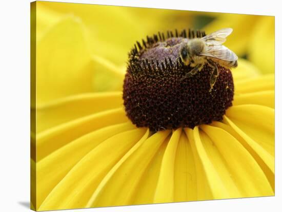 A Bee Collects Pollen from a Black-Eyed Susan-null-Stretched Canvas